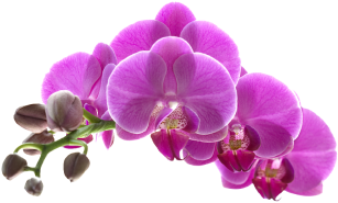 ComplexCity Spa Facials, Skin & Body Treatments in Hallandale flower_1_3 1