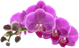 Fractionated CO2 Laser Skin Resurfacing Face Facials, Skin & Body Treatments in Hallandale flower_1_3 2